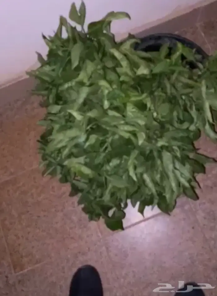 فلفل شقراء 0