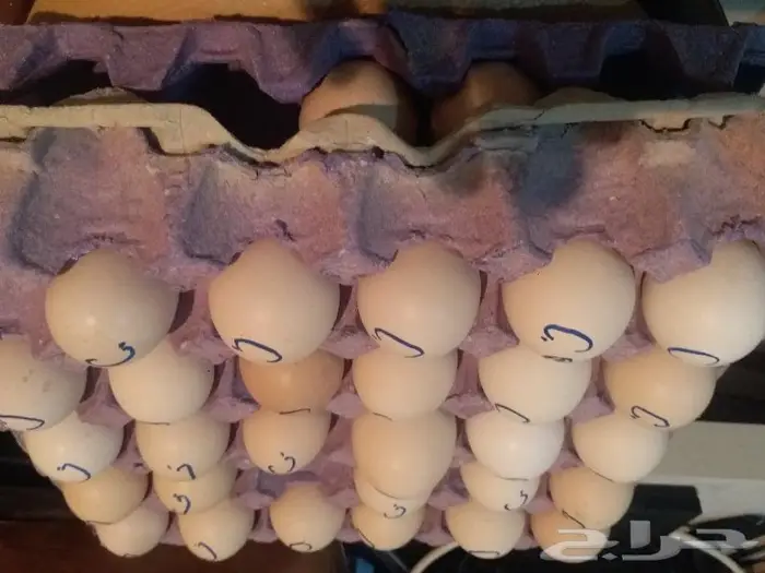 بيض دجاج خوارج حسب الطلب جده ذهبان 3