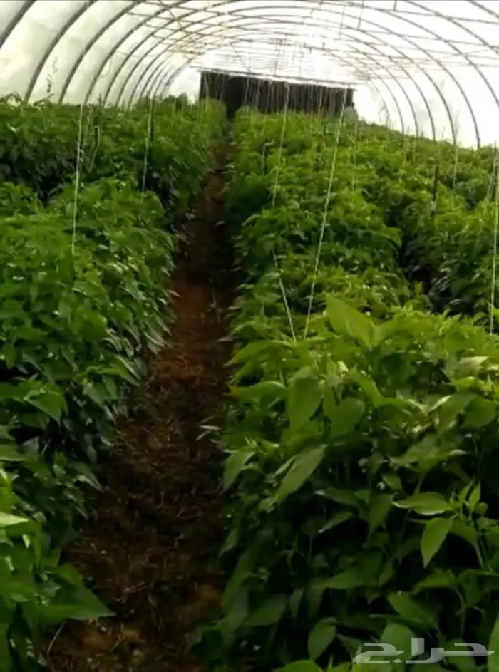 فلفل شقراء 1