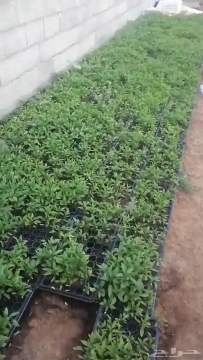 فلفل شقراء 3