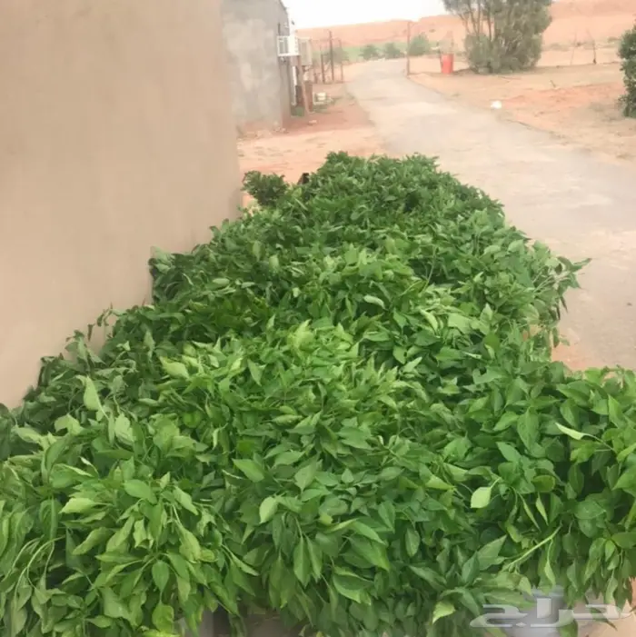 بذورفلفل شقراء 2