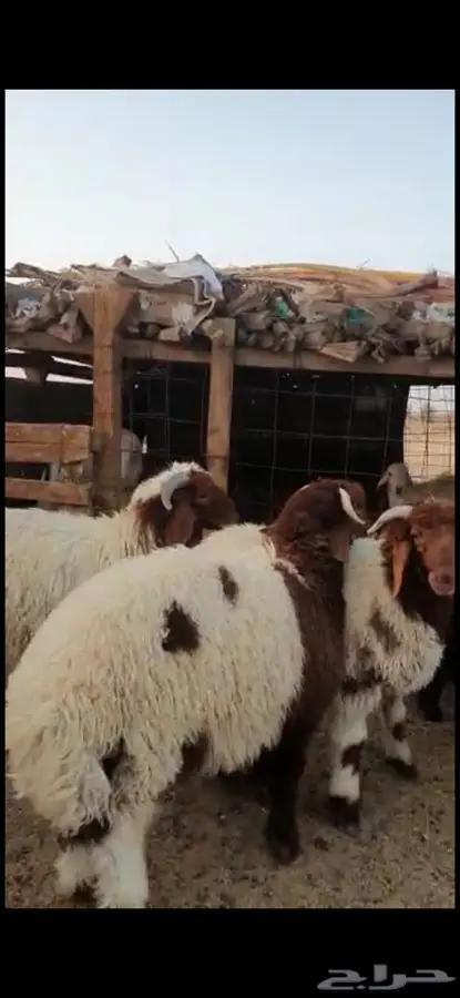 ذبايح مع خدمه الذبح والتغليف والتوصيل 0