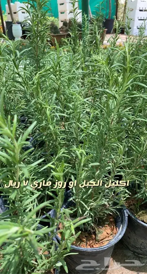 شتلات واحواض وتربه زراعيه 7
