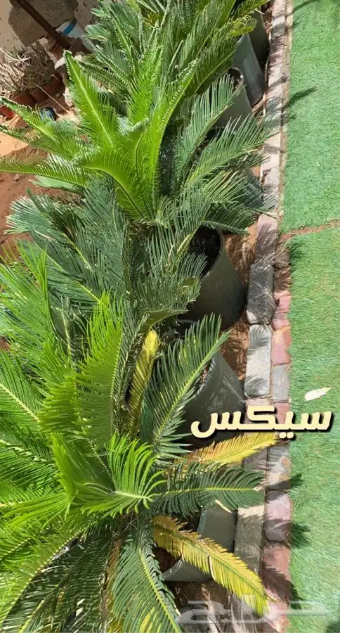 شتلات واحواض وتربه زراعيه 2