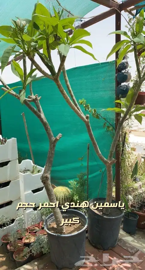 شتلات واحواض وتربه زراعيه 6