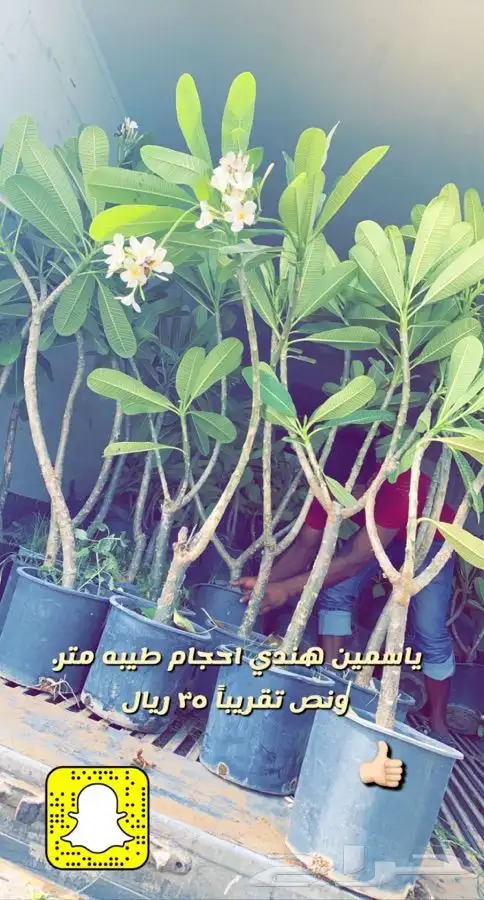شتلات واحواض وتربه زراعيه 0