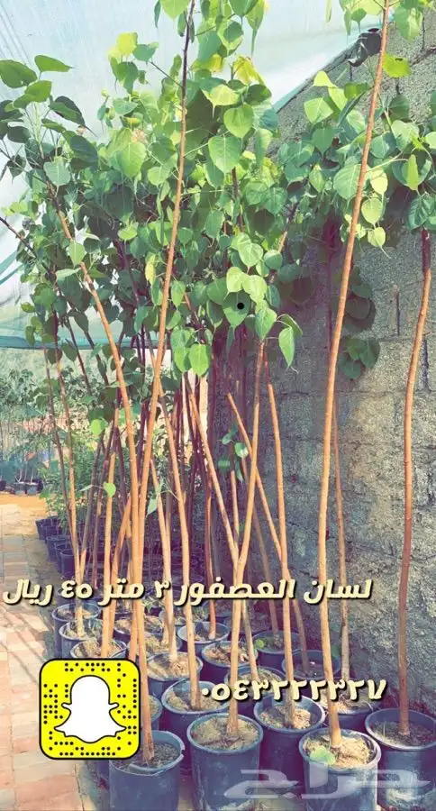 شتلات واحواض وتربه زراعيه 1