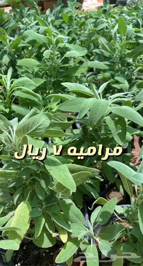 شتلات واحواض وتربه زراعيه 4
