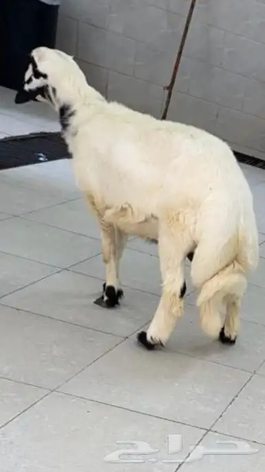 ذبيحتك لباب بيتك طلي او رخل واذا ما اعجبتك رجع فلوسك طلبيان 1