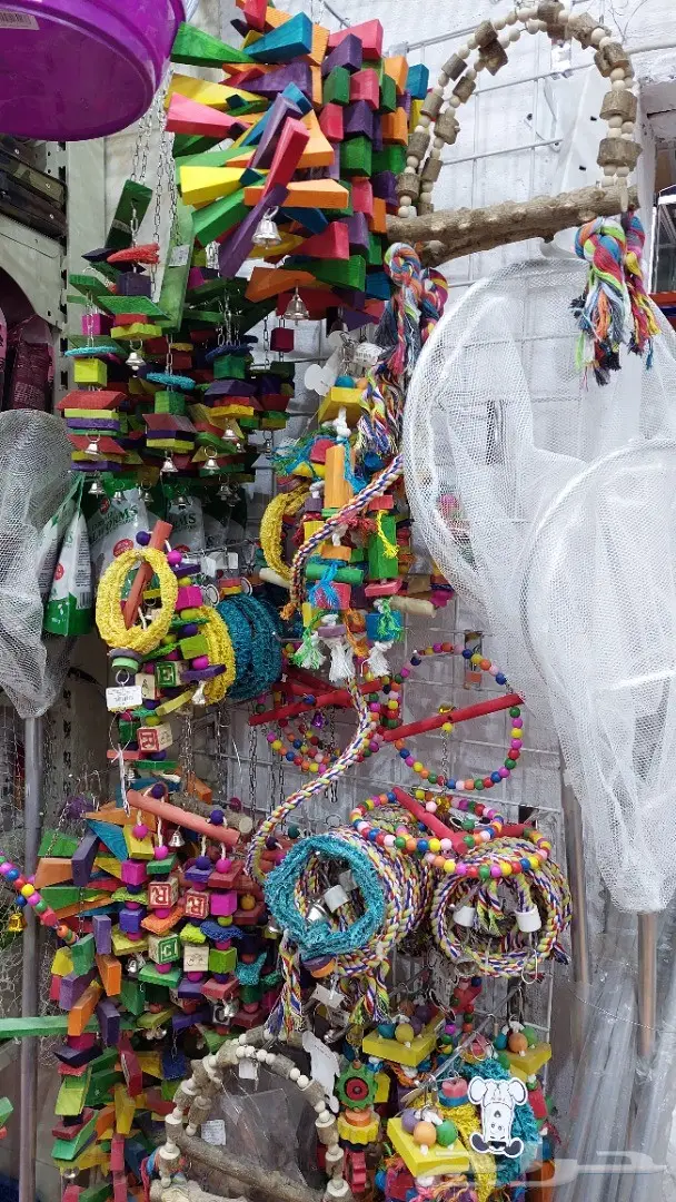 طيور الحب بادجي وزيبرا 1