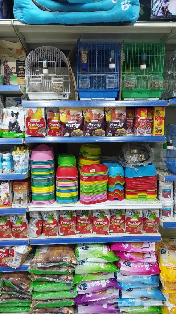 طيور الحب بادجي وزيبرا 3