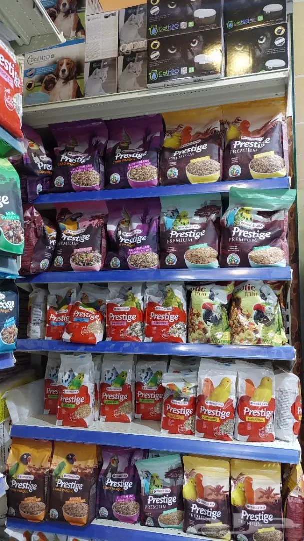 طيور الحب بادجي وزيبرا 10