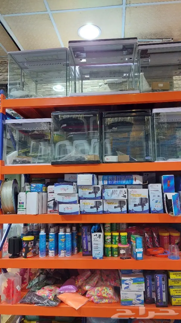 طيور الحب بادجي وزيبرا 11