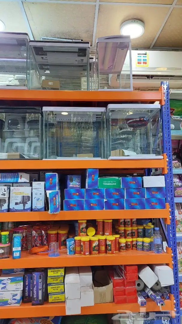 طيور الحب بادجي وزيبرا 12