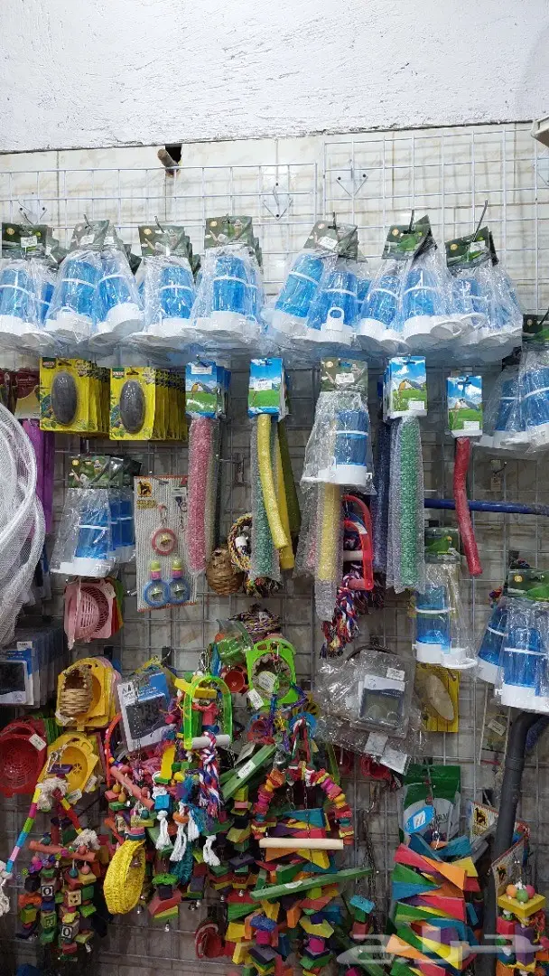 طيور الحب بادجي وزيبرا 15