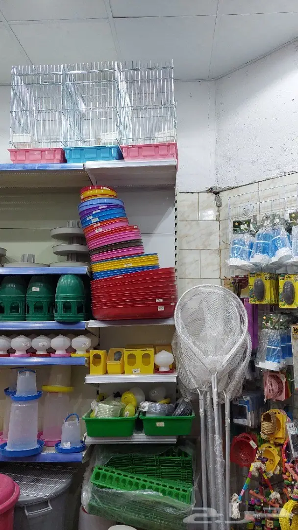 طيور الحب بادجي وزيبرا 16