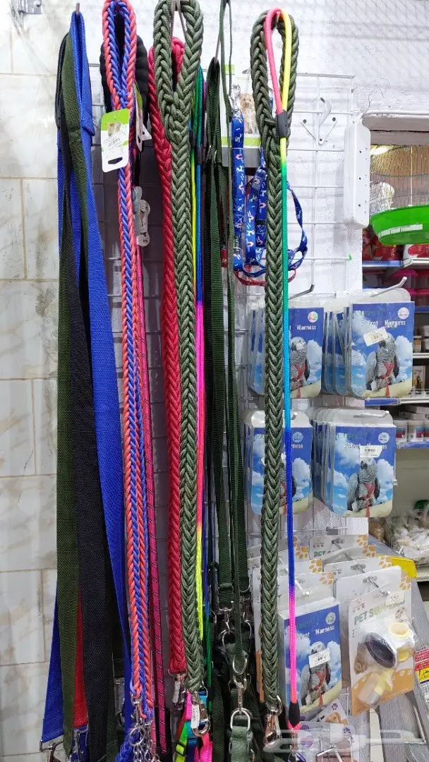 طيور الحب بادجي وزيبرا 18