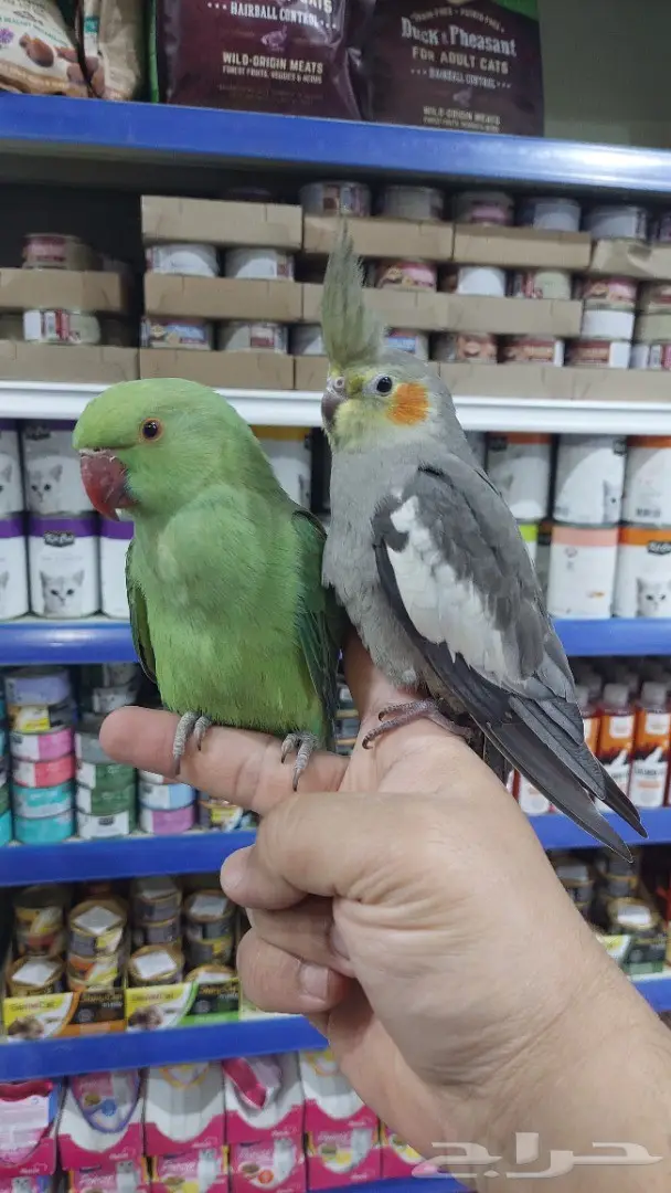 طيور الحب بادجي وزيبرا 21