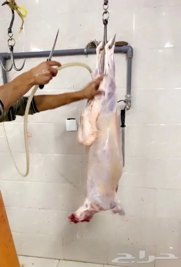 ذبيحتك لباب بيتك طلي او رخل واذا ما اعجبتك رجع فلوسك طلبيان 2