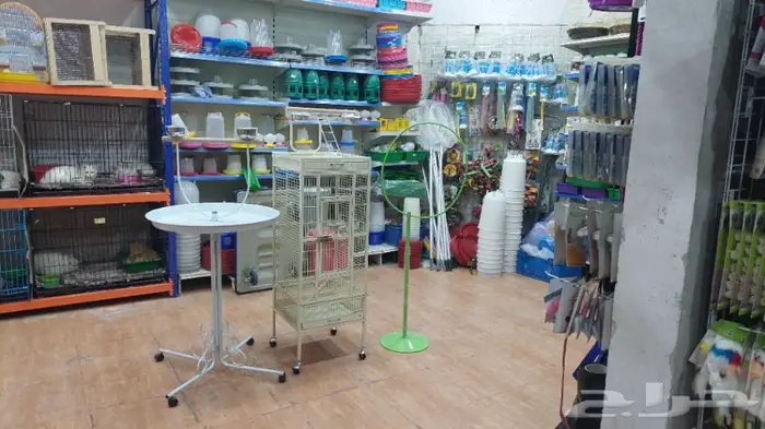 طيور الحب بادجي وزيبرا 4