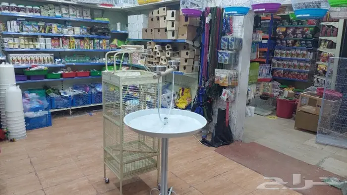 طيور الحب بادجي وزيبرا 5