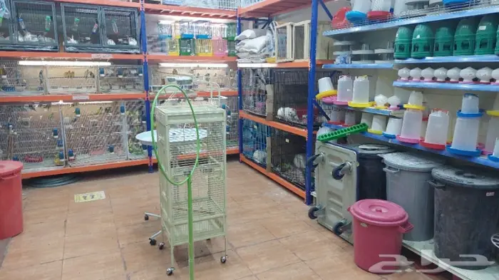 طيور الحب بادجي وزيبرا 6