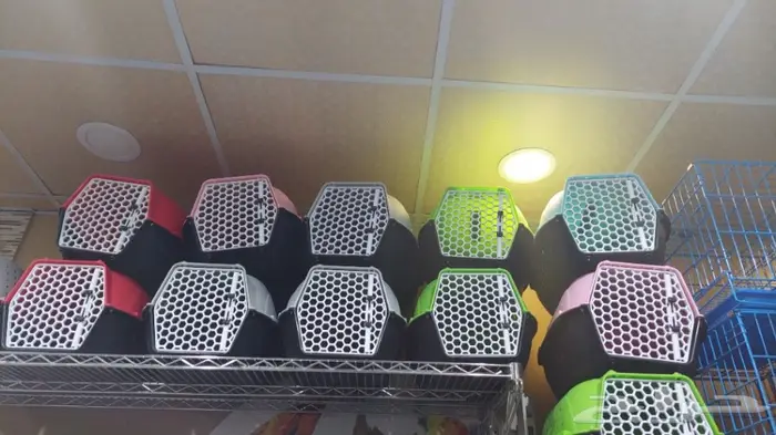 طيور الحب بادجي وزيبرا 7