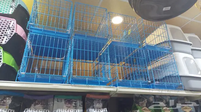 طيور الحب بادجي وزيبرا 8