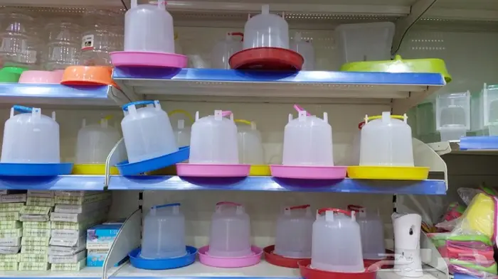 طيور الحب بادجي وزيبرا 13