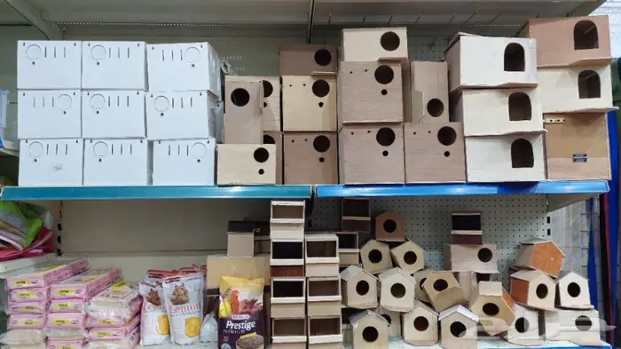 طيور الحب بادجي وزيبرا 17