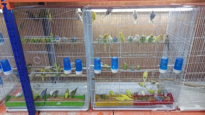 طيور الحب بادجي وزيبرا 19