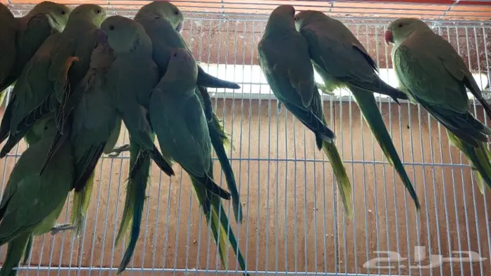 طيور الحب بادجي وزيبرا 20