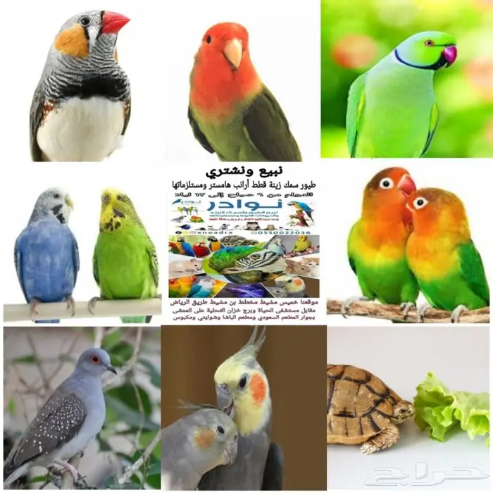 طيور الحب بادجي وزيبرا 0