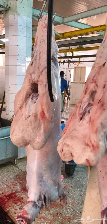 يوجد جذعان طيبه 0