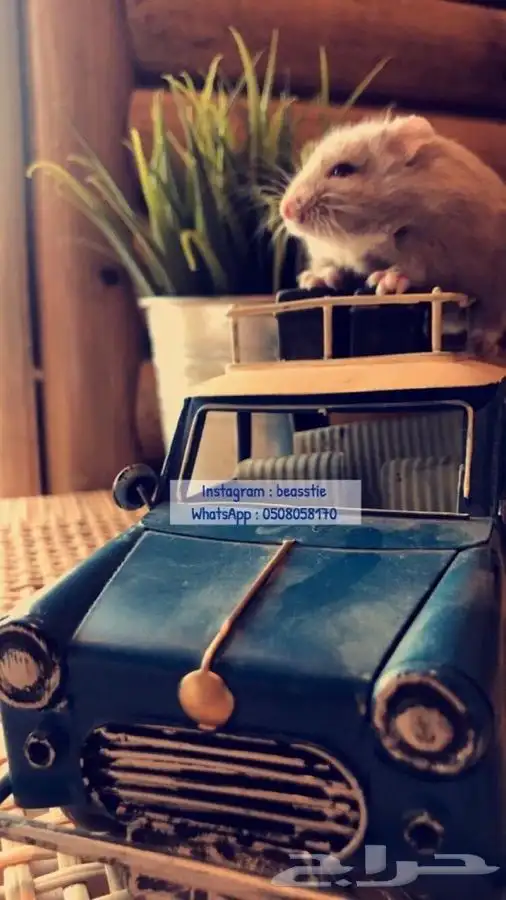 هامسترز روسي متوفر تمارا 1