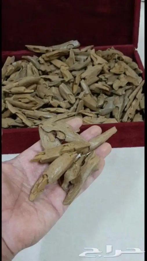 عود بخور مروكي ملكي يبيض الوجه ونزل عليه عروض 3