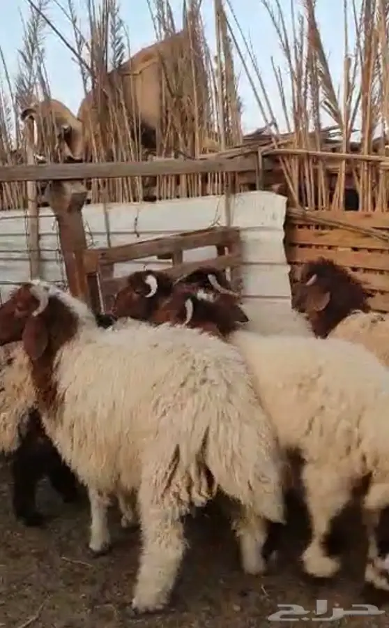 يوجد جذعان طيبه 1