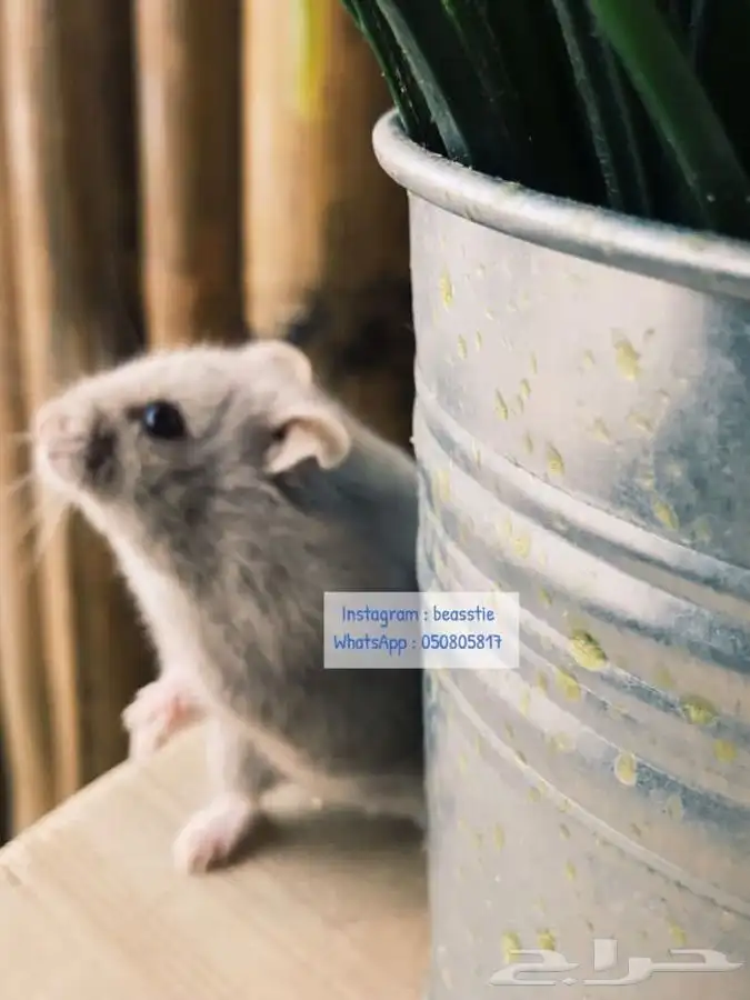 هامسترز روسي متوفر تمارا 0