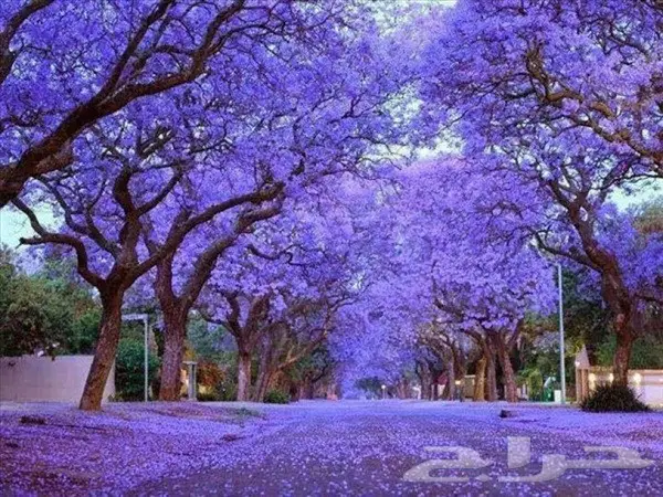 شتلات جاكرندا .. تبدأ من 1.50 الى 3 ريال . 40