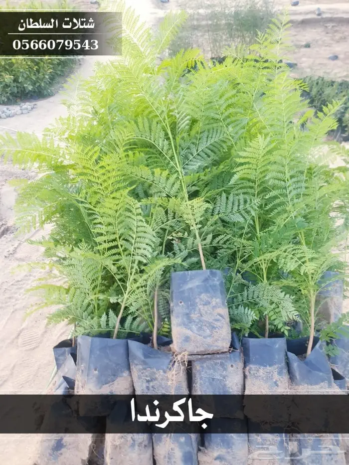 شتلات جاكرندا .. تبدأ من 1.50 الى 3 ريال . 1