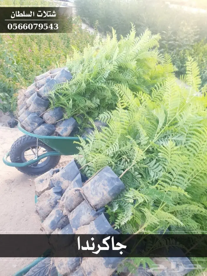شتلات جاكرندا .. تبدأ من 1.50 الى 3 ريال . 2