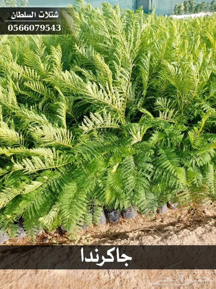 شتلات جاكرندا .. تبدأ من 1.50 الى 3 ريال . 3