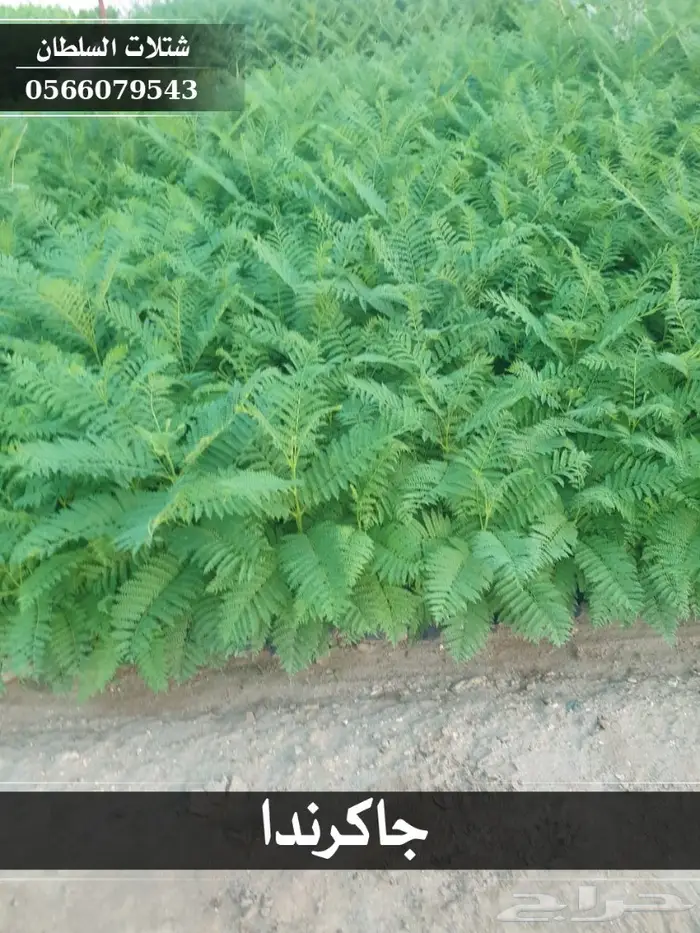 شتلات جاكرندا .. تبدأ من 1.50 الى 3 ريال . 5