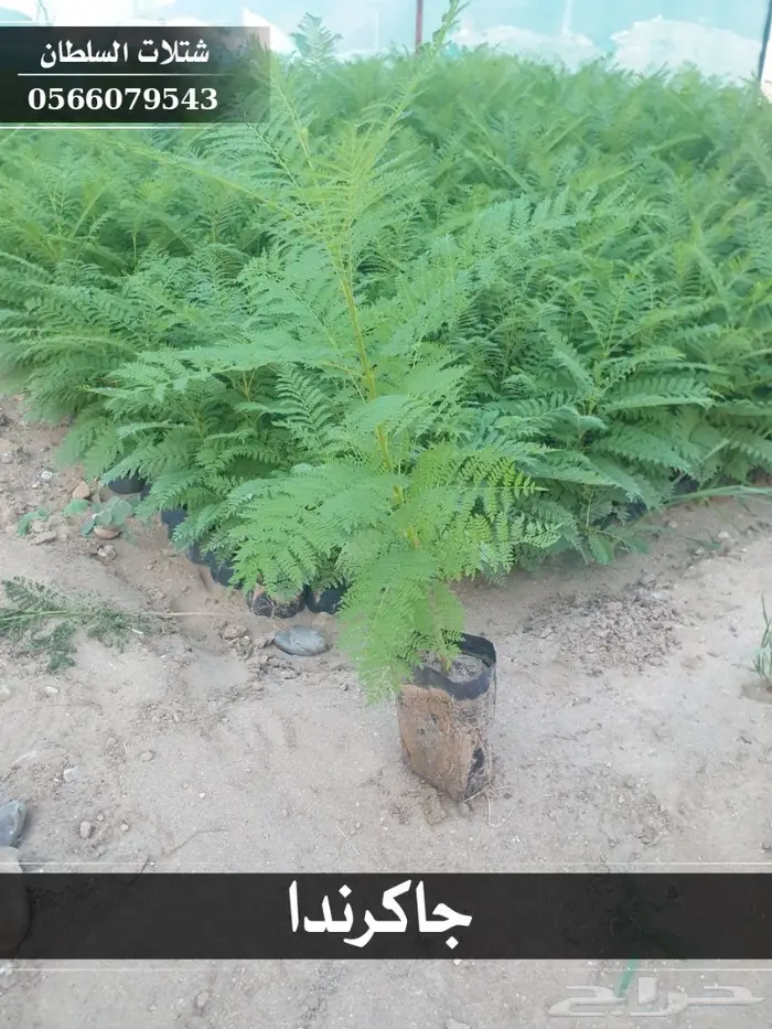 شتلات جاكرندا .. تبدأ من 1.50 الى 3 ريال . 6