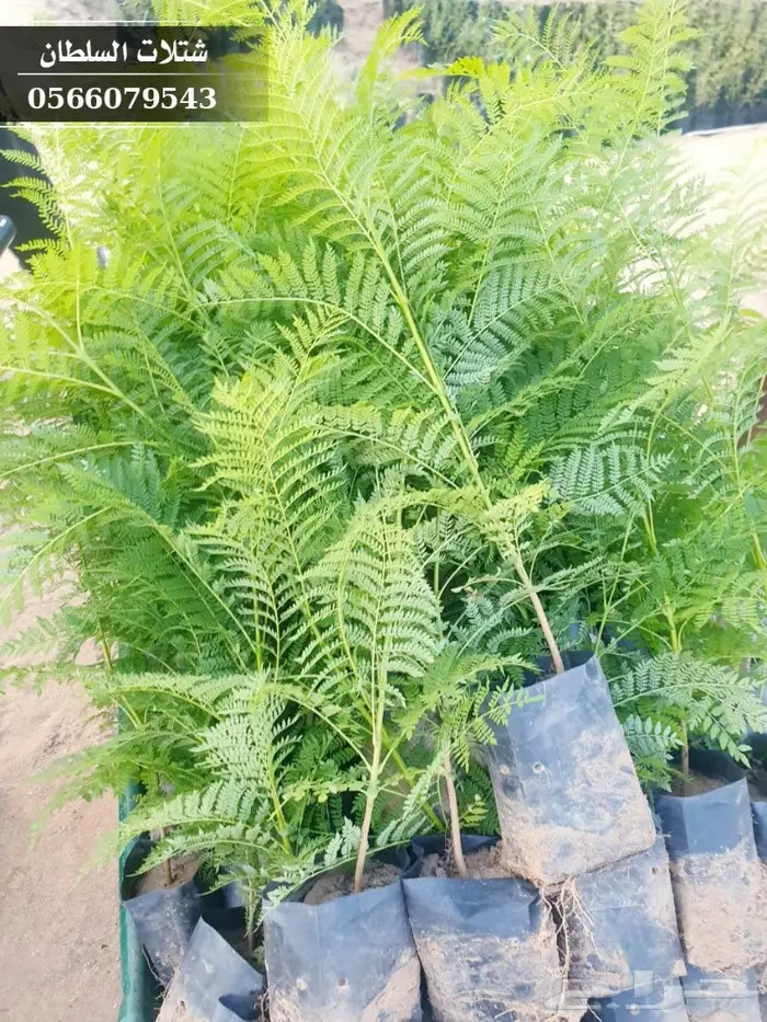 شتلات جاكرندا .. تبدأ من 1.50 الى 3 ريال . 7