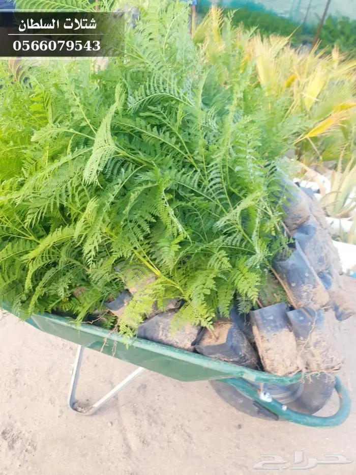 شتلات جاكرندا .. تبدأ من 1.50 الى 3 ريال . 8