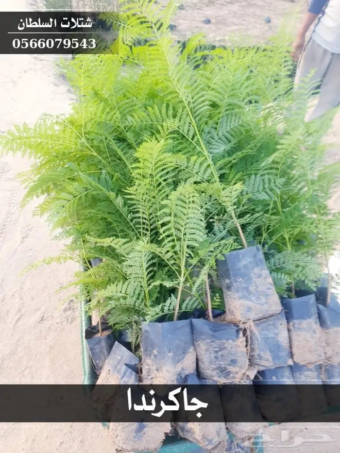 شتلات جاكرندا .. تبدأ من 1.50 الى 3 ريال . 9