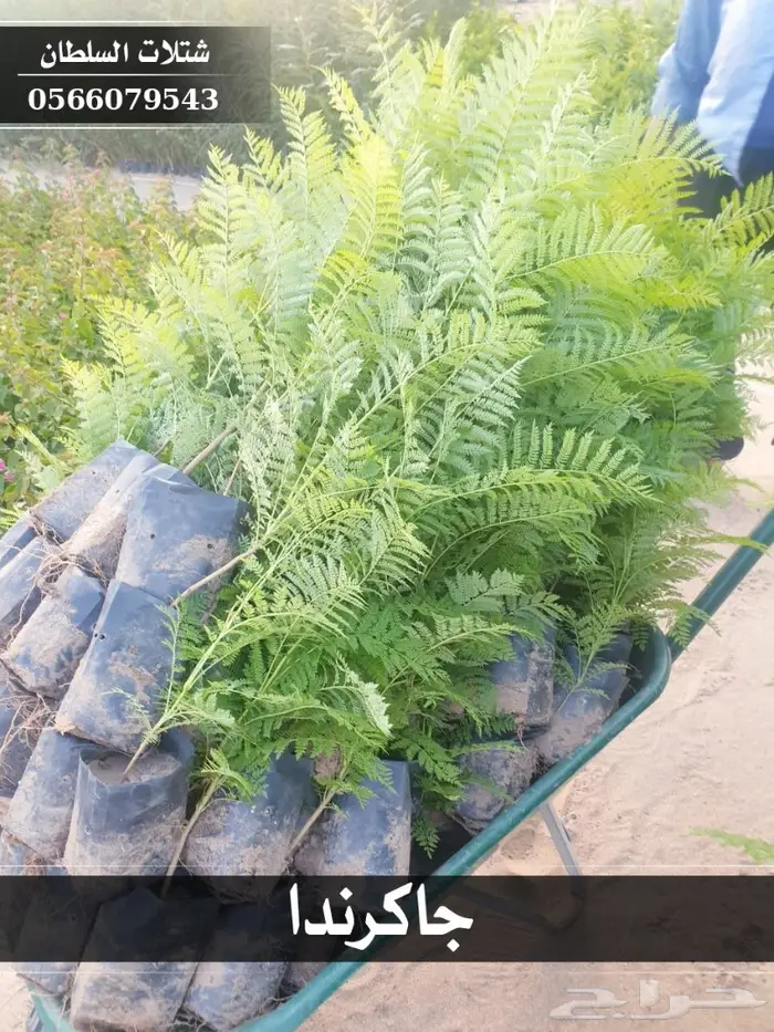 شتلات جاكرندا .. تبدأ من 1.50 الى 3 ريال . 10