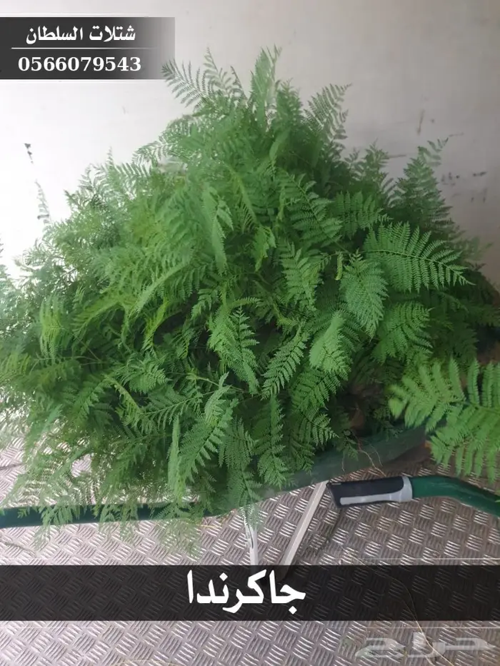 شتلات جاكرندا .. تبدأ من 1.50 الى 3 ريال . 12