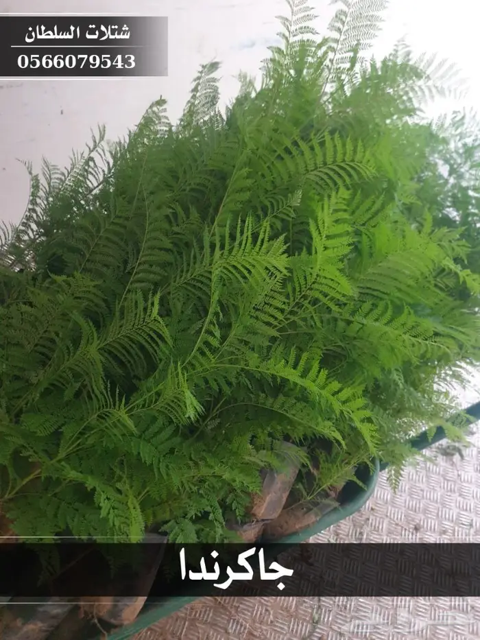 شتلات جاكرندا .. تبدأ من 1.50 الى 3 ريال . 13
